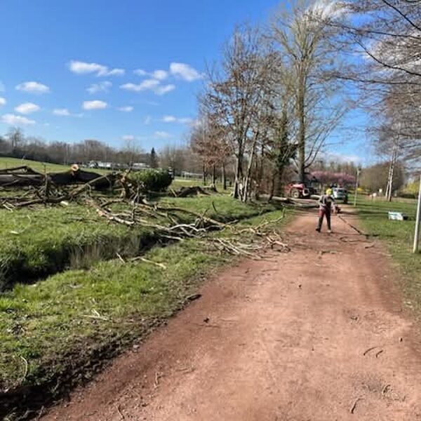 Abattage d'arbre à l'étang l'Evêque Sarrebourg