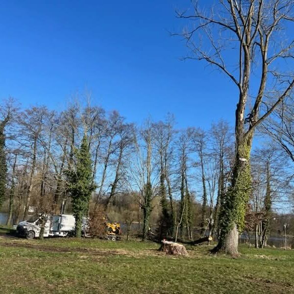 Abattage d'arbre à l'étang l'Evêque Sarrebourg