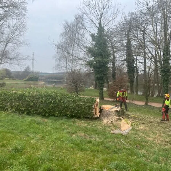 Abattage d'arbre à l'étang l'Evêque Sarrebourg