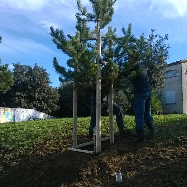 Plantation arbres pour résidence Sarrebourg