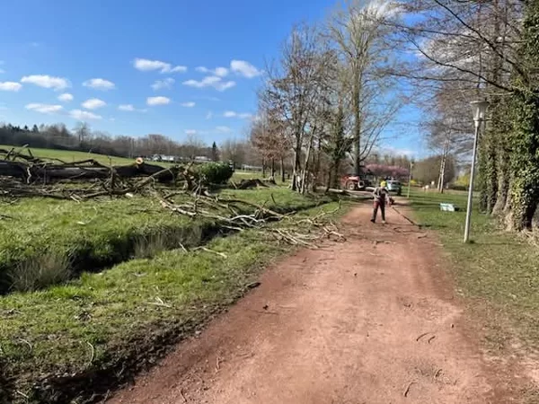 Abattage d'arbre à l'étang l'Evêque Sarrebourg