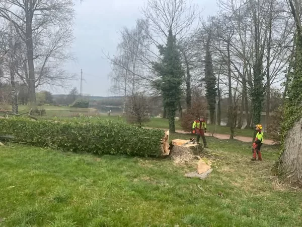 Abattage d'arbre à l'étang l'Evêque Sarrebourg