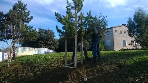 Plantation arbres pour résidence Sarrebourg